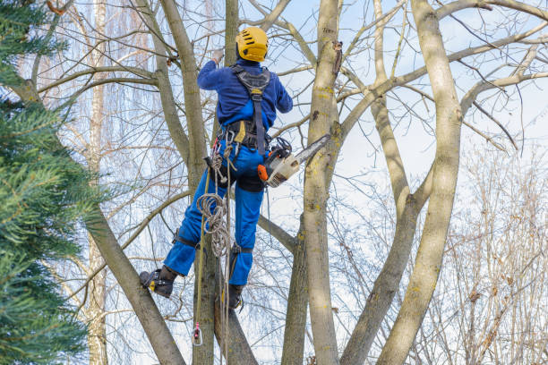 Best Hedge Trimming  in Gueydan, LA